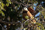 Picture 'Br1_0_01096 Eagle, Brazil'